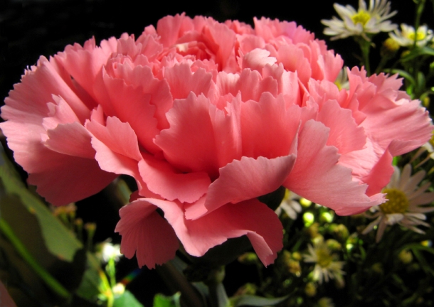5 Flores a Oferecer no Dia dos Namorados que não Rosas