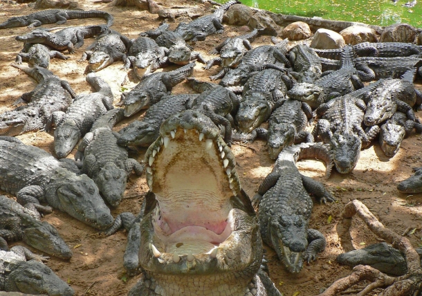 Crocodilo - Animais Mais Perigosos do Mundo